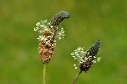 Image of plantain