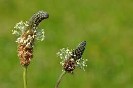 Image of plantain