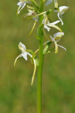 Image of Platanthera metabifolia F. Maek.