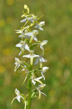 Image of Platanthera metabifolia F. Maek.