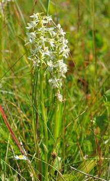 Image of Platanthera metabifolia F. Maek.