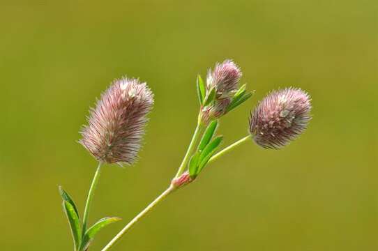 Image of clover