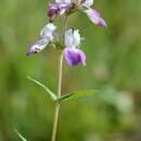 Image de Collinsia heterophylla Buist ex Graham