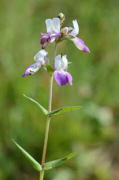 Image of Collinsia