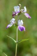 صورة Collinsia