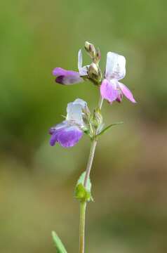 صورة Collinsia