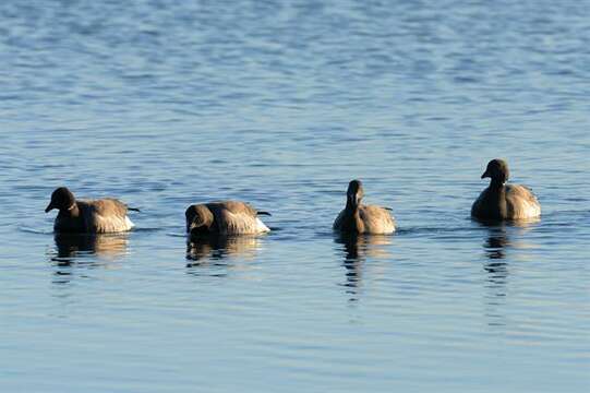 Image of Dark-bellied Brent Goose