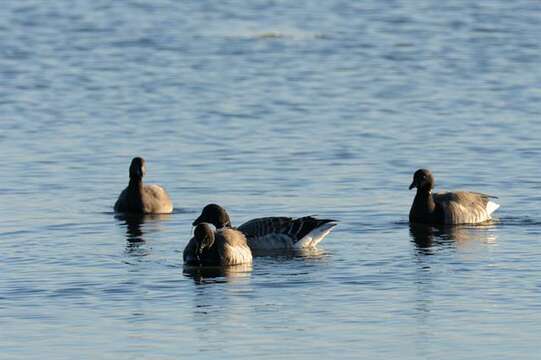 Image of Branta bernicla bernicla (Linnaeus 1758)