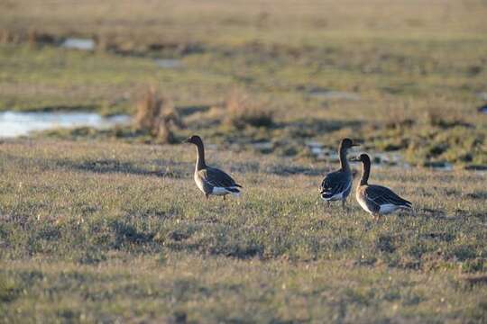 Image of Taiga Bean Goose