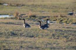 Image of Taiga Bean Goose