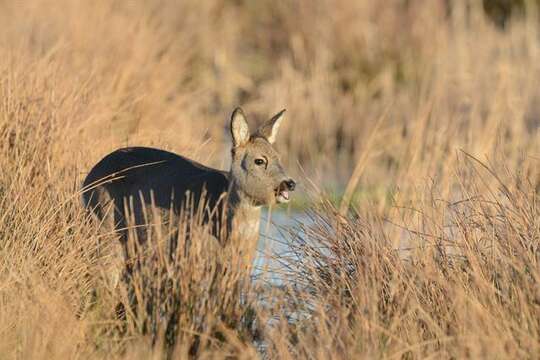 Image of Roe Deer