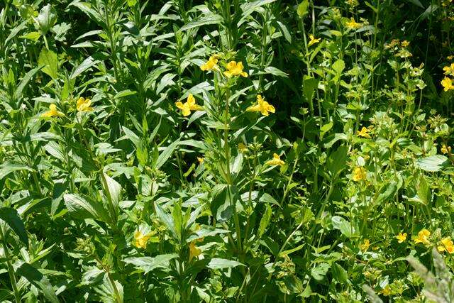 Image of <i>Mimulus</i> guttatus × Mimulus <i>luteus</i>