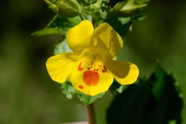 Image of <i>Mimulus</i> guttatus × Mimulus <i>luteus</i>