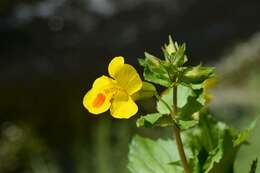 Image of <i>Mimulus</i> guttatus × Mimulus <i>luteus</i>