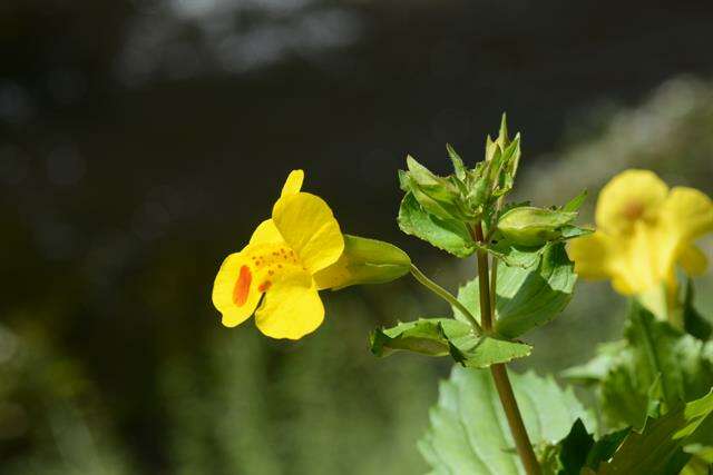 Image of <i>Mimulus</i> guttatus × Mimulus <i>luteus</i>