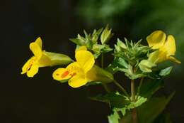 Image of <i>Mimulus</i> guttatus × Mimulus <i>luteus</i>