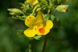 Image of <i>Mimulus</i> guttatus × Mimulus <i>luteus</i>