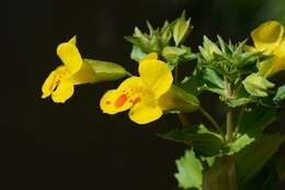 Image of <i>Mimulus</i> guttatus × Mimulus <i>luteus</i>