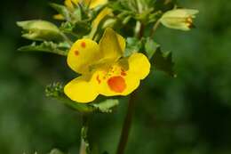 Image of <i>Mimulus</i> guttatus × Mimulus <i>luteus</i>