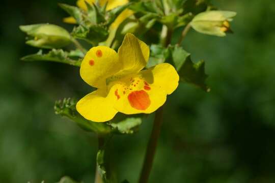 Image of <i>Mimulus</i> guttatus × Mimulus <i>luteus</i>