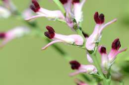 Image of Fumitory