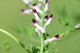 Image of Fumitory