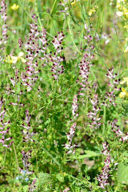 Image of Fumitory