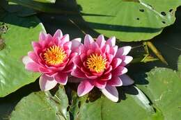 Image of waterlily