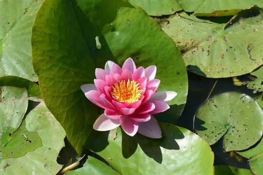 Image of waterlily