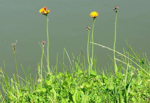 Image of orange hawkweed