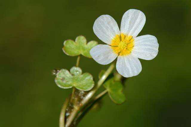 Слика од Ranunculus peltatus subsp. peltatus