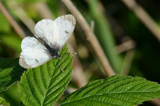 Image of Orangetips