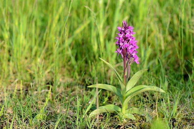 Image of Dactylorhiza majalis subsp. majalis