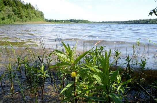 Image of Tufted Loosestrife