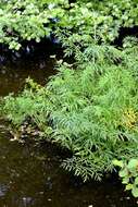 Image of water hemlock