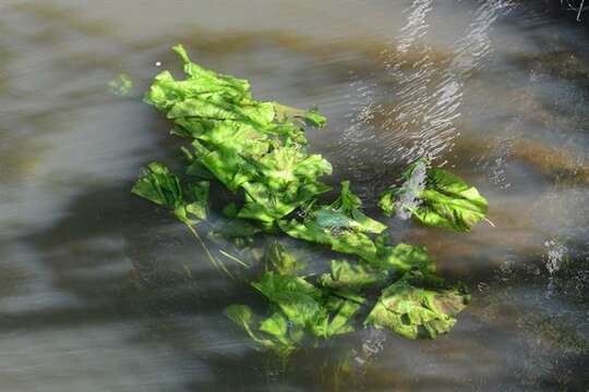 Image of pond-lily