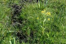 Image of Clustered Marsh Squaw-Weed