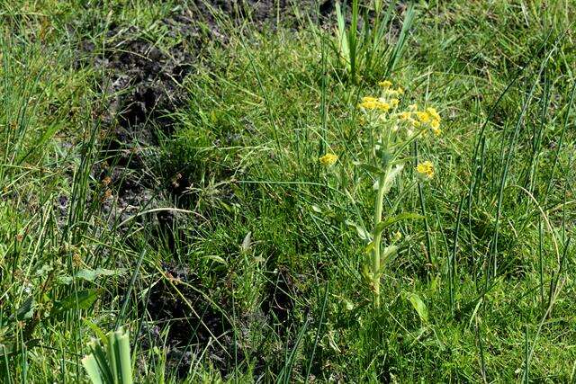 Tephroseris palustris (L.) Fourr. resmi