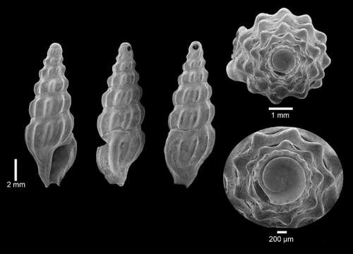 Слика од Inodrillia dalli (Verrill & S. Smith)