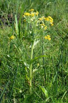 Tephroseris palustris (L.) Fourr. resmi