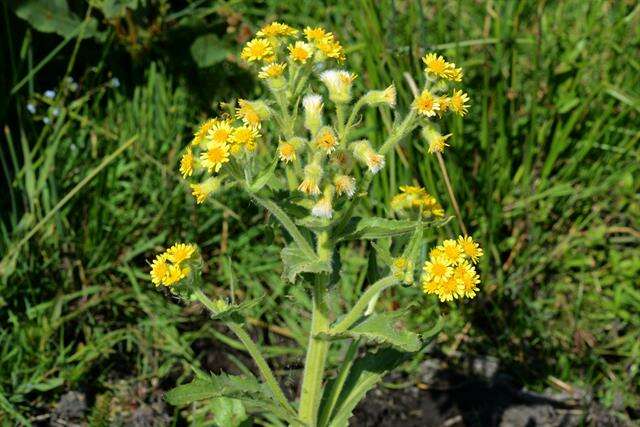 Image of Clustered Marsh Squaw-Weed