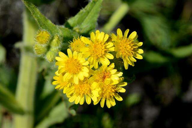 Image de Tephroseris palustris