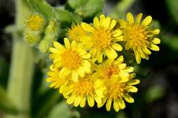 Image of Clustered Marsh Squaw-Weed