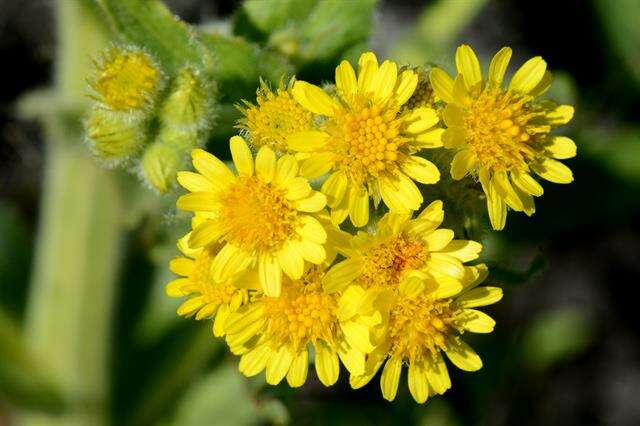 Tephroseris palustris (L.) Fourr. resmi