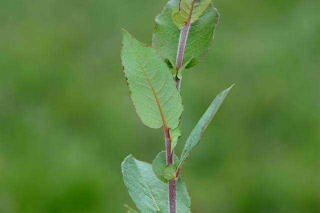 Image of halberd willow
