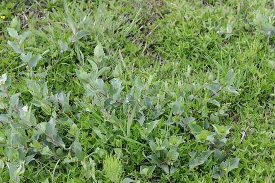 Imagem de Salix hastata L.