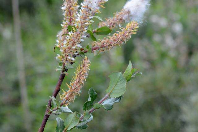 Image of halberd willow