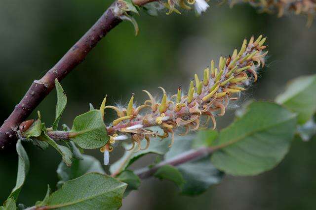 Image of halberd willow