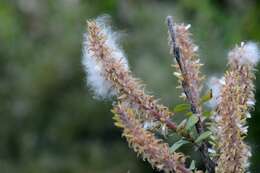 Image of halberd willow