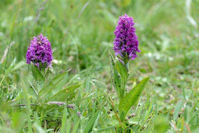 Image of Northern Marsh-orchid